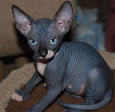 oily hairless cat|Do Hairless Cats Leak Oil – [Vet Explains Pets]